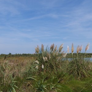 Herbes de la Pampa au bord d'étangs - France  - collection de photos clin d'oeil, catégorie paysages